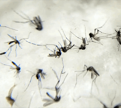 A dengue, a zika e a chikungunya são transmitidas pelo mosquito Aedes aegypti (Foto: Arquivo/Agência Brasil)