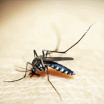 A dengue, a zika e a chikungunya são transmitidas pelo mosquito Aedes aegypti (Foto: Pixabay)