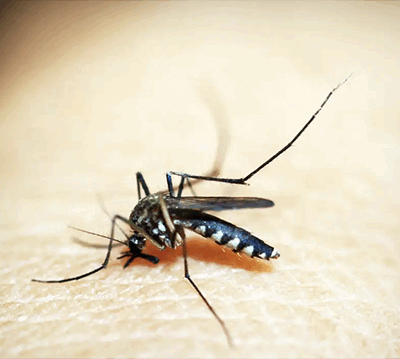 A dengue, a zika e a chikungunya são transmitidas pelo mosquito Aedes aegypti (Foto: Pixabay)
