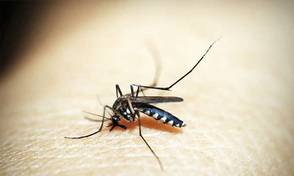 A dengue, a zika e a chikungunya são transmitidas pelo mosquito Aedes aegypti (Foto: Pixabay)