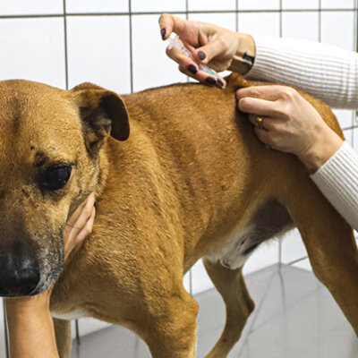 Cães e gatos são vacinados contra a raiva (Foto: Divulgação/Prefeitura SBO)