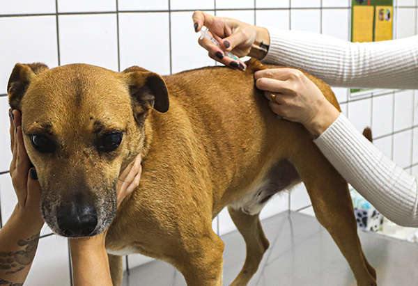 Cães e gatos são vacinados contra a raiva (Foto: Divulgação/Prefeitura SBO)