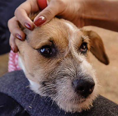 26 de agosto é o Dia Mundial do Cão (Foto: Governo de SP)