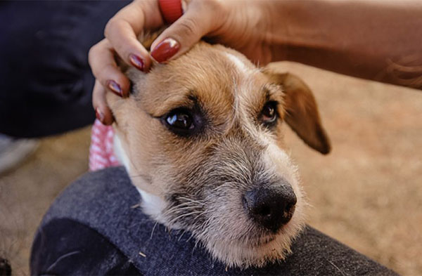 26 de agosto é o Dia Mundial do Cão (Foto: Governo de SP)