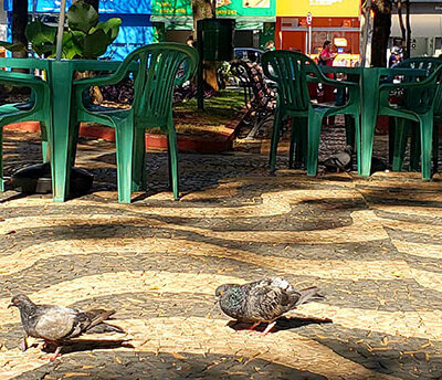 Alimentar pombos poderá render multa de R$ 300 em Indaiatuba (Foto: Patrícia Lisboa/Dropes)