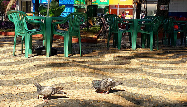 Alimentar pombos poderá render multa de R$ 300 em Indaiatuba (Foto: Patrícia Lisboa/Dropes)