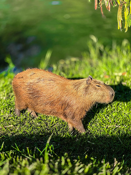 Capivara flagrada no Parque Ecológico no trecho da Pista de Skate (Foto: Eliandro Figueira/Secom/PMI)
