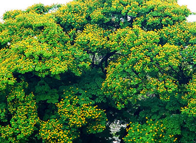 Condições da primavera favorecem desabrochar das plantas (Foto: Patrícia Lisboa/Dropes)