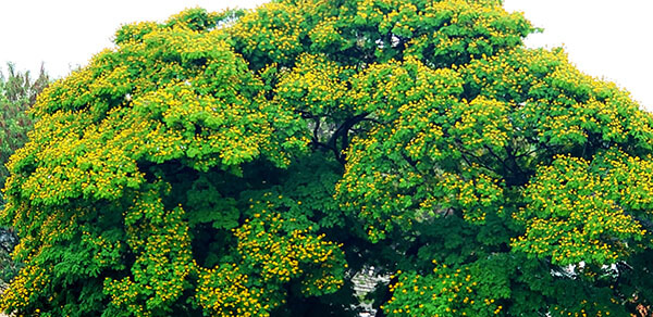 Condições da primavera favorecem desabrochar das plantas (Foto: Patrícia Lisboa/Dropes)