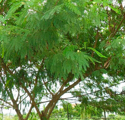 Vereadores aprovam supressão controlada de espécies exóticas invasoras (Foto: Anselmo Cabral/CMI)