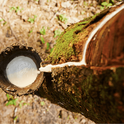 Um dos produtos da silvicultura paulista que se destaca no cenário nacional é a borracha natural, cuja matéria-prima é o látex (Foto: Governo de SP)