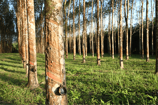 
Florestas de eucaliptos plantados contribuem para o sequestro de carbono e a conservação de áreas nativas (Foto: Governo de SP)